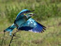 Russian Roller Takes flight