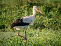 White Stork