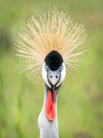 Cranes