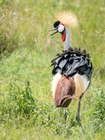 Gray Crowned-Crane