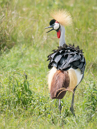 Gray Crowned-Crane
