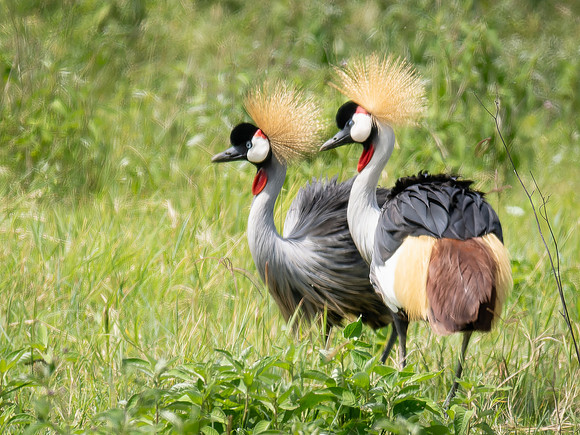 Gray Crowned-Crane