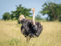 Ostrich