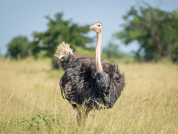 Ostrich
