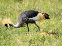 Gray Crowned-Crane
