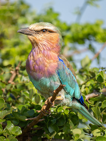 Lilac-Breasted Roller