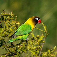 Lovebirds