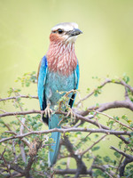 Lilac-Breasted Roller