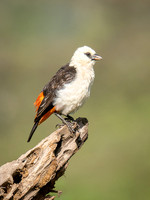 White-Headed Buffalo-Weaver