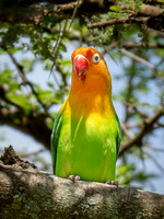 Fischer's Lovebird