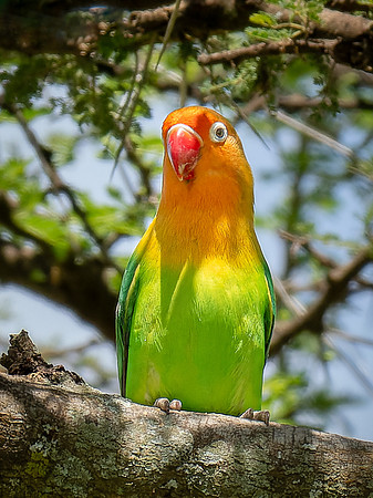 Fischer's Lovebird