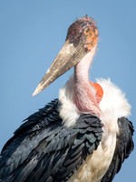 Storks