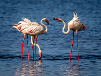 Flamingos