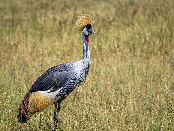 Grey Crowned Crane