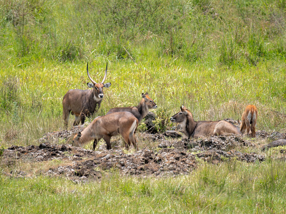 Male Waterbuck and his harem
