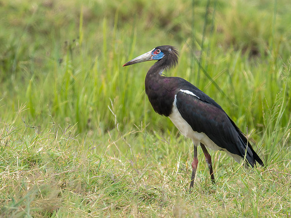 Abdim's Stork