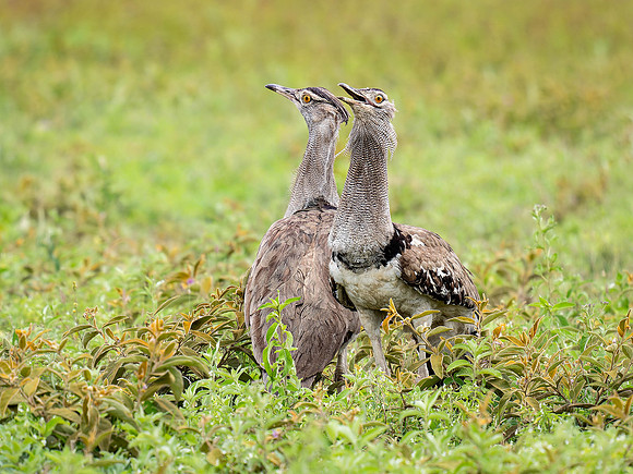 Kori Bustard Pair