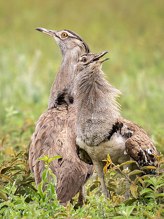 Kori Bustard Pair