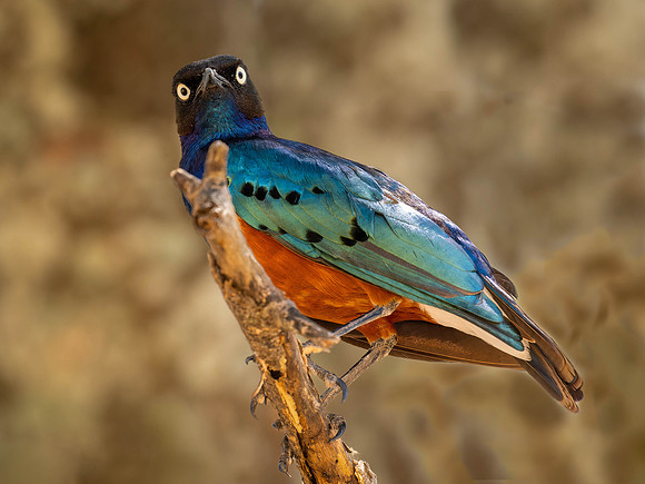 Superb Starling