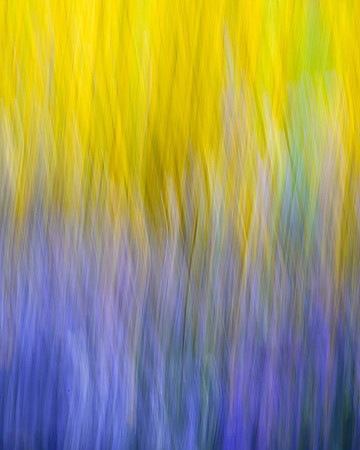 Forsythia & Lavender Abstract