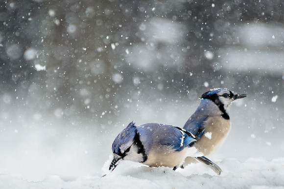 150305 Birds in Snow 0084