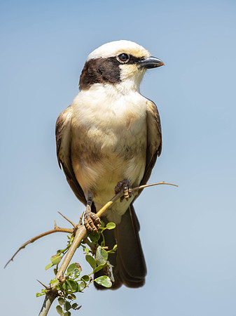 White-Rumped Shrike
