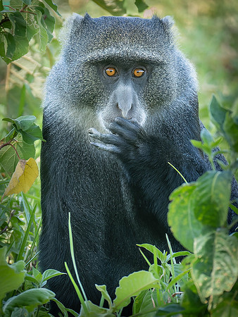 Blue Monkey