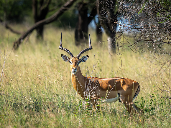Impala