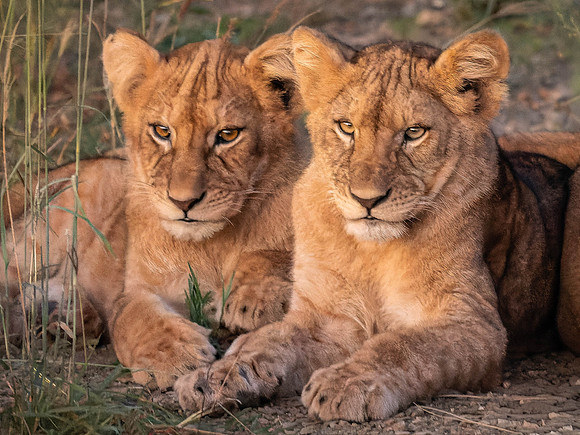 Lion Cubs at Dawn