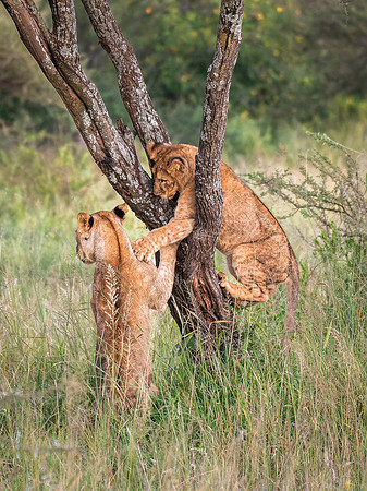 Lion Cubs at Play