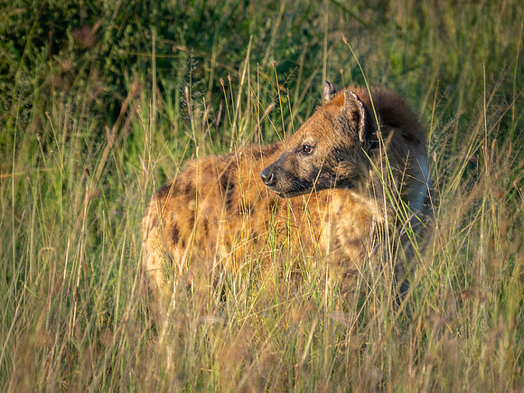 Spotted Hyena