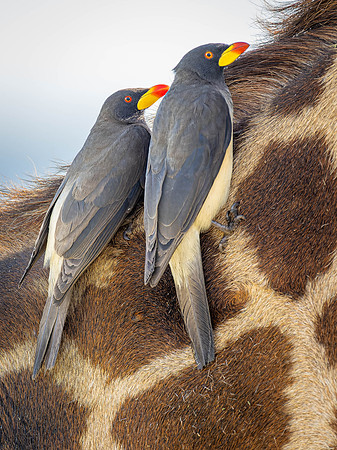 Yellow-Billed Oxpecker