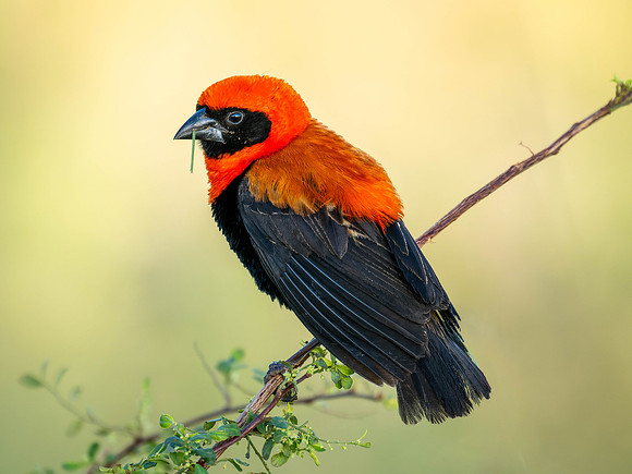 Northern Red Bishop