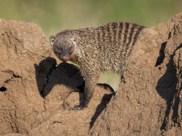 Striped Mongoose