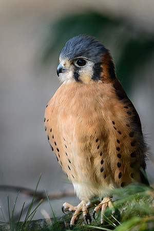 Kestral Falcon