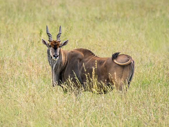 Eland Antelope