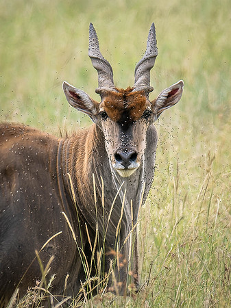 Eland Antelope