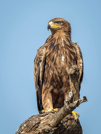 Tawney Eagle