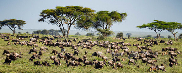 The Great Migration