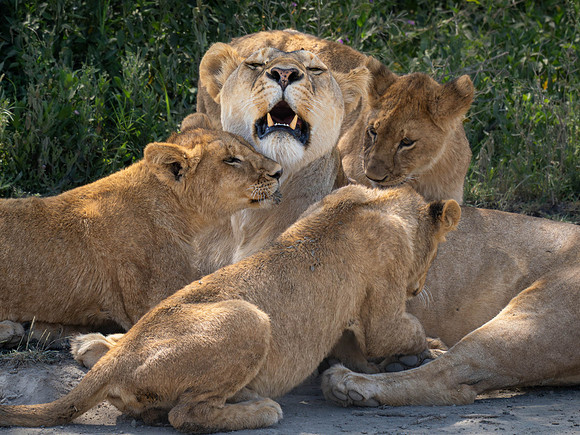 Lioness with Cubs