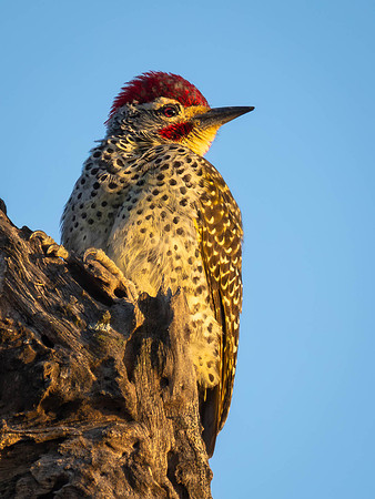 Nubian Woodpecker
