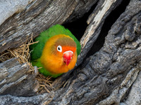 Fischer's Lovebird in a nest