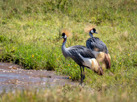 Grey Crowned Cranes