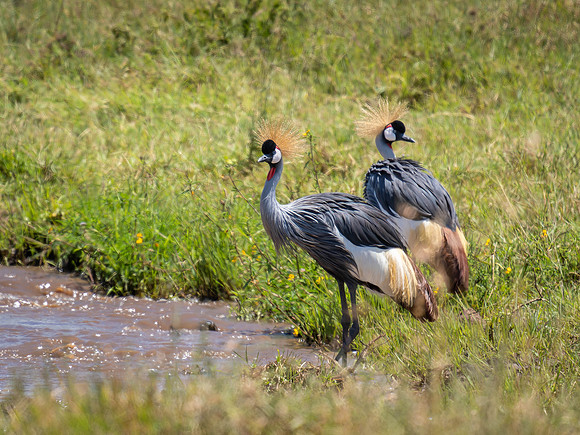 Grey Crowned Cranes