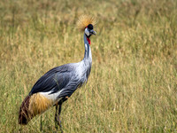 Grey Crowned Crane