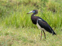 Abdim's Stork