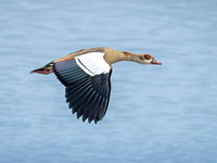 Egyptian Goose