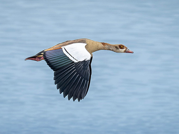 Egyptian Goose