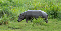 Hippopotamus