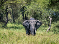 Elephant